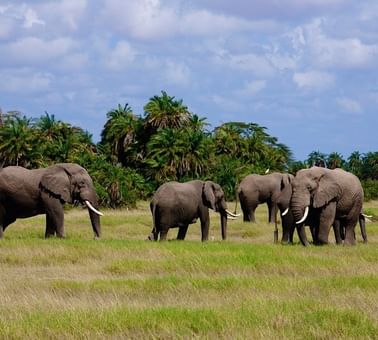 A herd of elephants near Amboseli Serena Safari Lodge