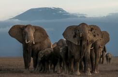 Amboseli Elephants