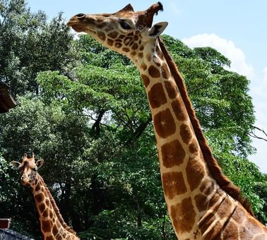 Closeup of giraffe in giraffe center near Nairobi Serena Hotel