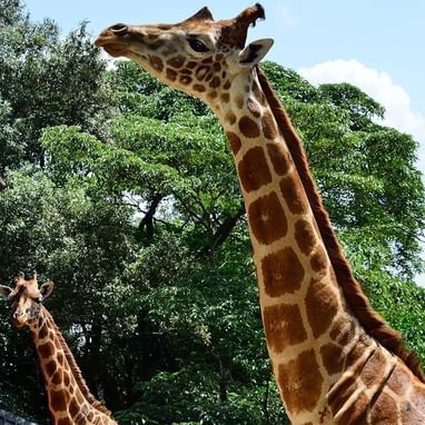 Closeup of giraffe in giraffe center near Nairobi Serena Hotel