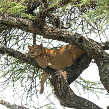 A lioness captured on a tree near Serengeti Serena Safari Lodge