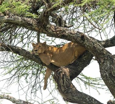 A lioness captured on a tree near Serengeti Serena Safari Lodge