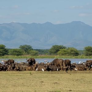 Herd of buffalos in a field near Lake Manyara Serena Lodge